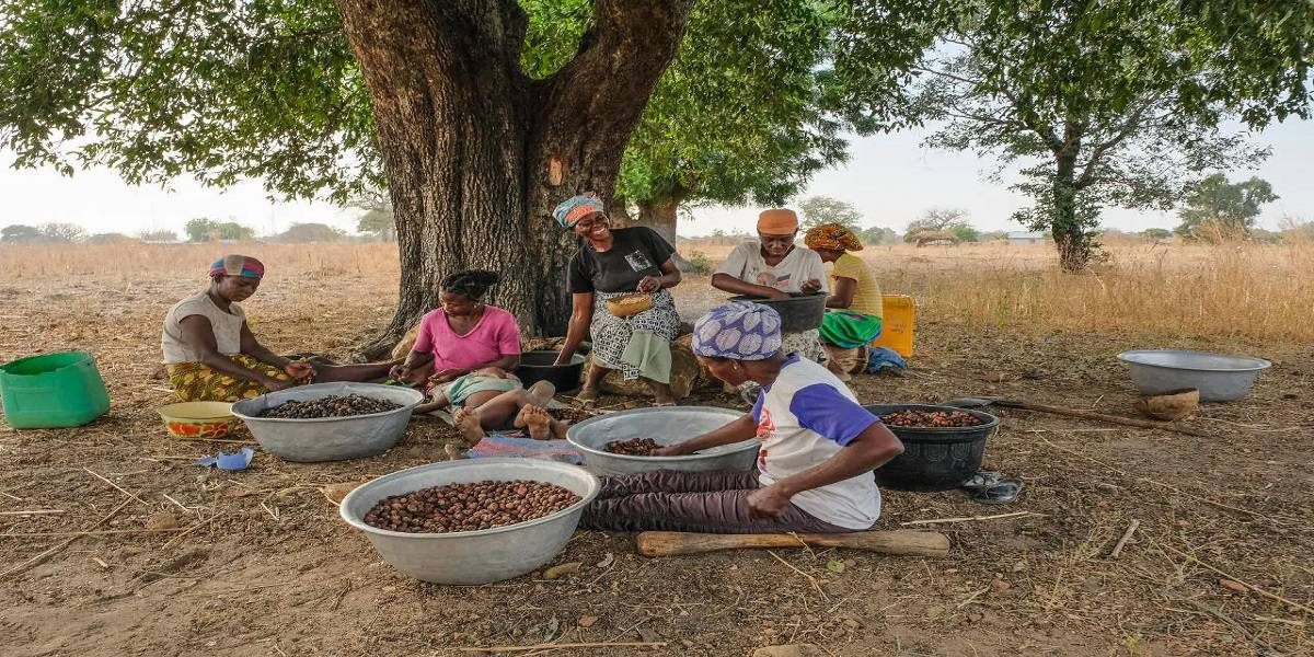 Women sorting shea nuts in large basins beneath a shea tree in Northern Ghana